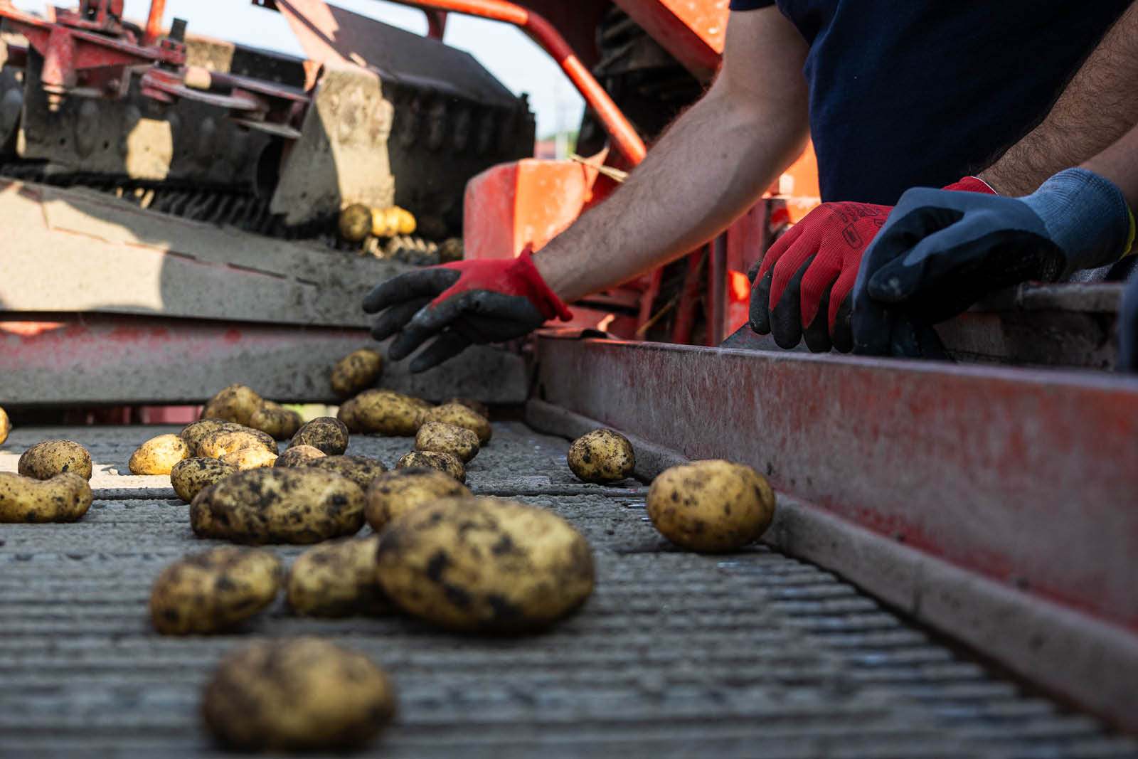 Serviceverein Round Table Wiener Neustadt Serviceprojekt Ernte Erdäpfel auf Mission 2025 (11)