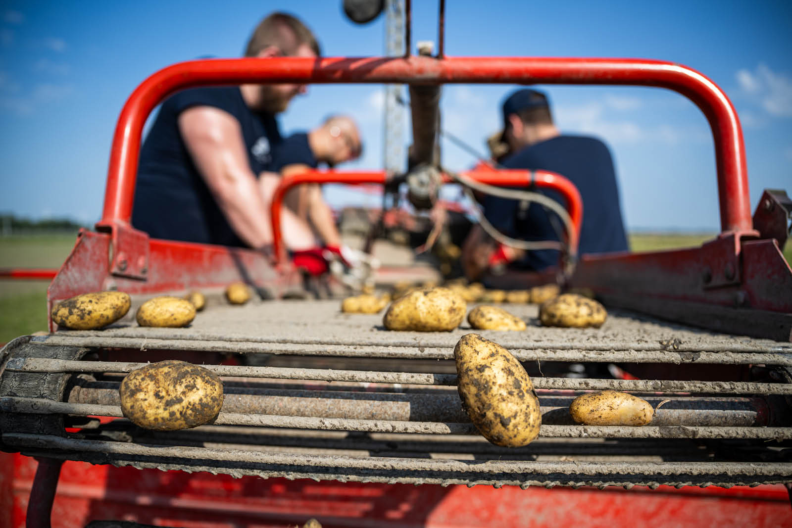 Serviceverein Round Table Wiener Neustadt Serviceprojekt Ernte Erdäpfel auf Mission 2025 (2)